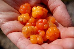 Lakka Berries