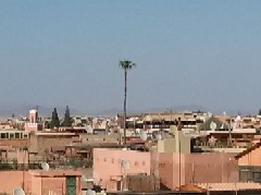 die uralte Marrakesch Palme
